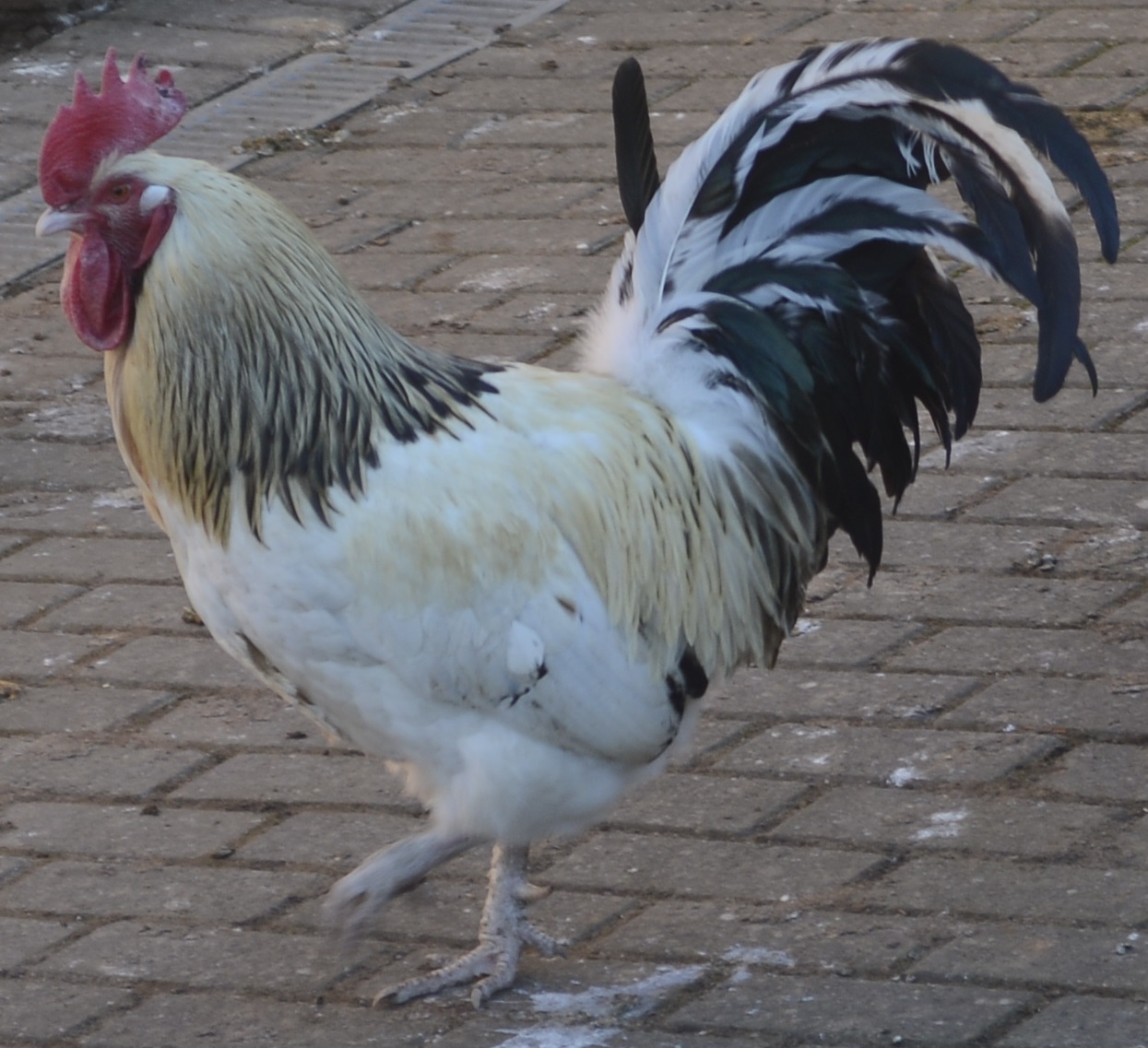 Sorting out the \u002639;pecking order\u002639;  Wrickton Hall Dog Holidays